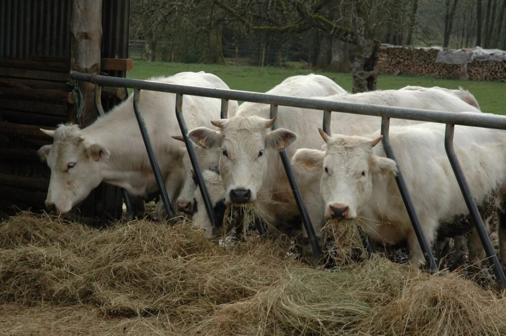 Cattle Eating Hay